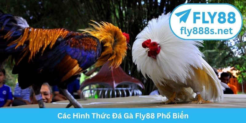 Các Hình Thức Đá Gà Fly88 Phổ Biến