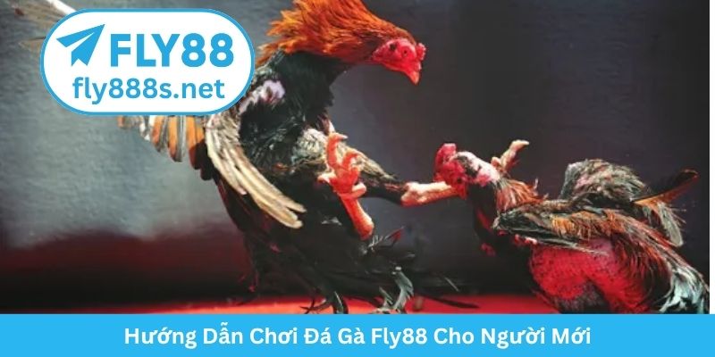 Hướng Dẫn Chơi Đá Gà Fly88 Cho Người Mới