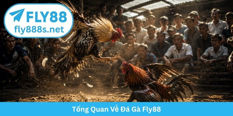 Tổng Quan Về Đá Gà Fly88